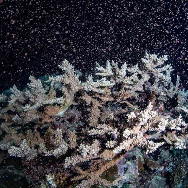 How Coral Bleached 80 Percent of the World’s New Coral Reef