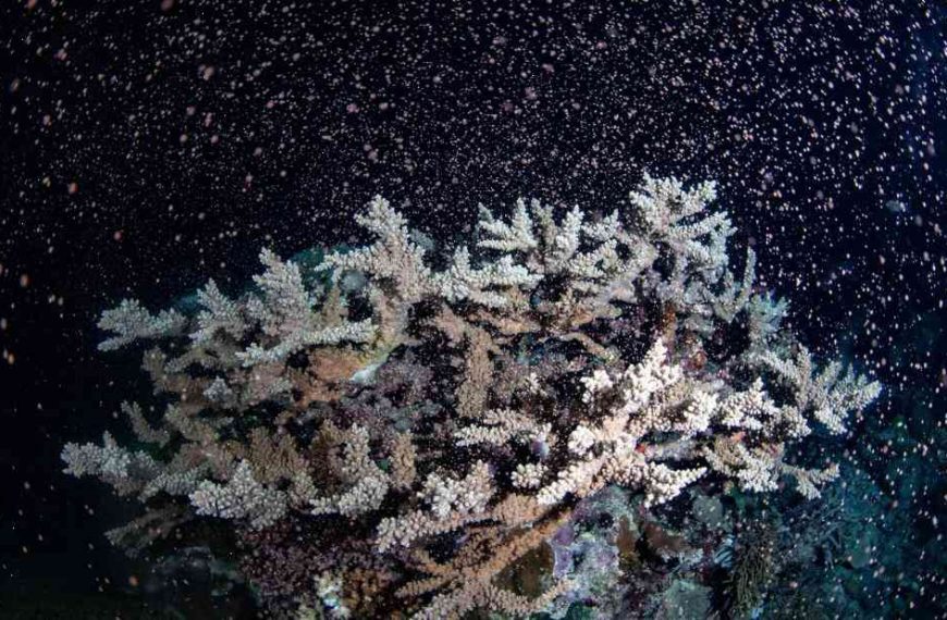 How Coral Bleached 80 Percent of the World’s New Coral Reef